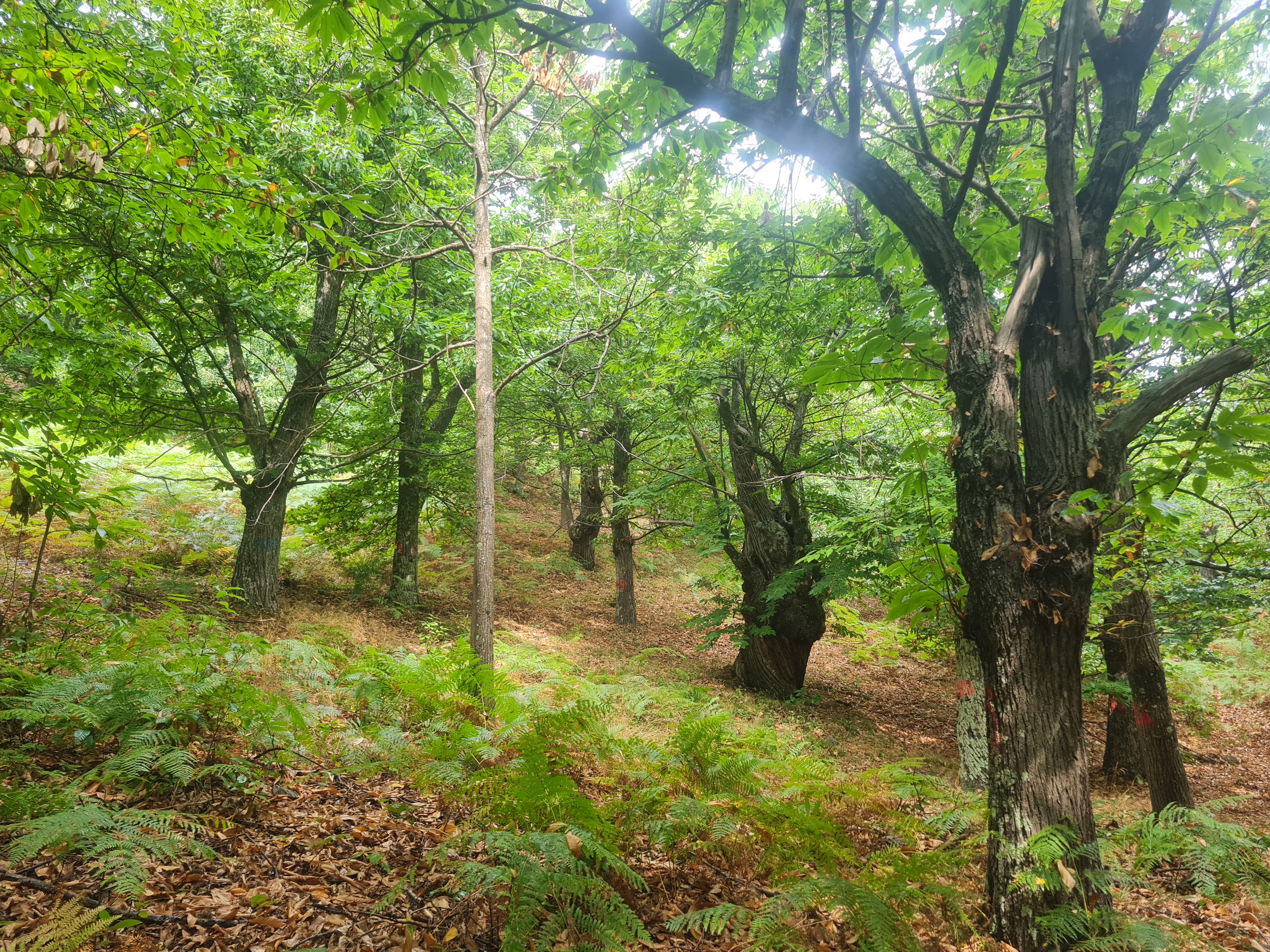 Pianificazione forestale Iprogea